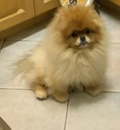 Pomeranian