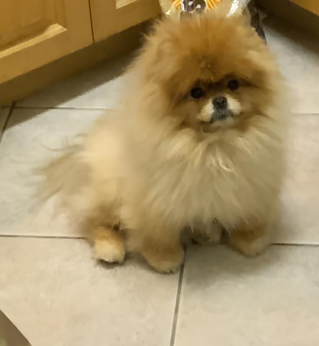 Pomeranian