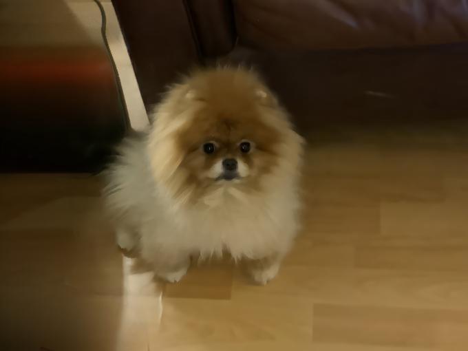 Pomeranian