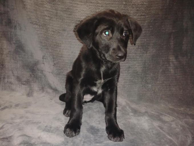 Black Lab / Red Heeler 