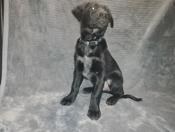 Black Lab / Red Heeler 