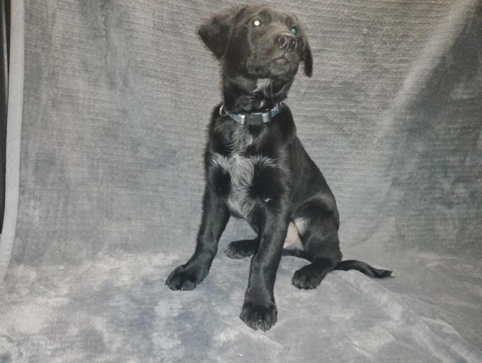 Black Lab / Red Heeler 