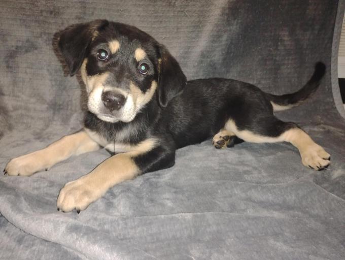 Black Lab / Red Heeler 
