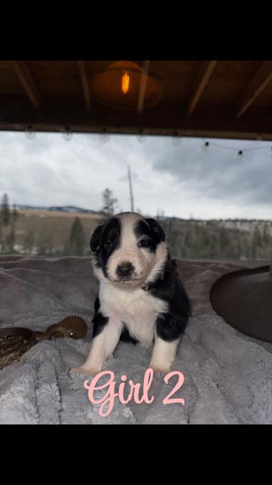 Bordor collie