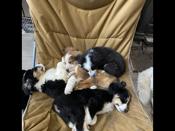 Bernese Pyrenees