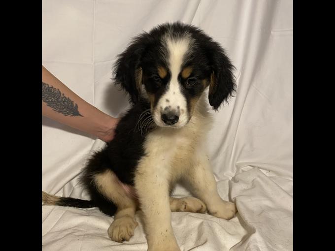 Bernese Pyrenees