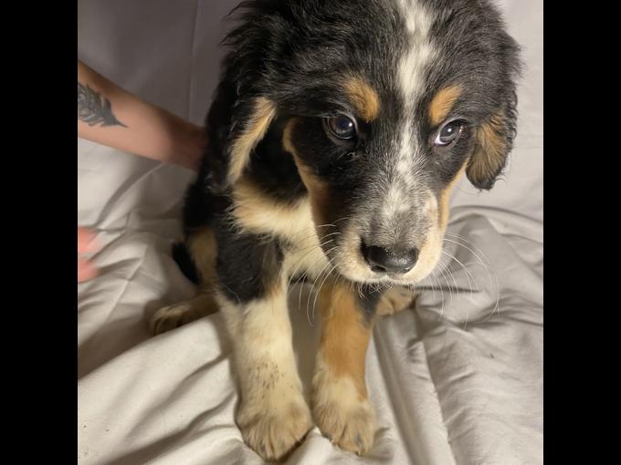 Bernese Pyrenees