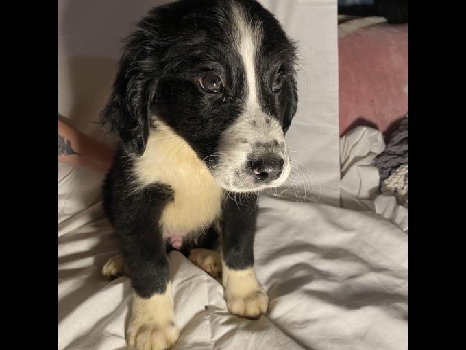 Bernese Pyrenees
