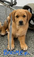 Golden Retriever x