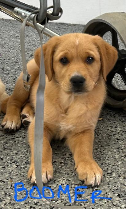 Golden Retriever x