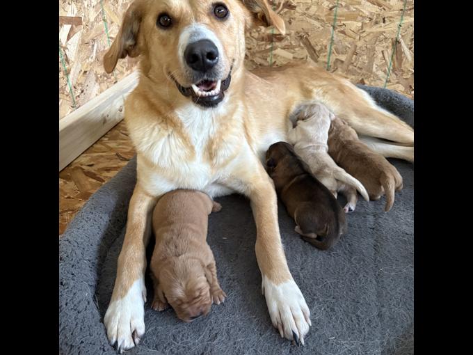 Golden Retriever x