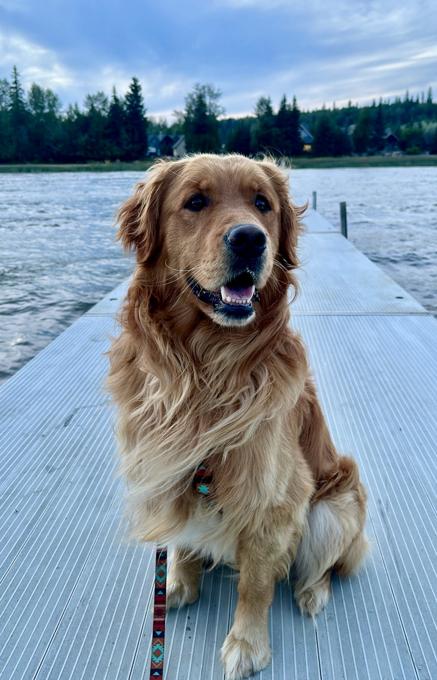 Golden Retriever x