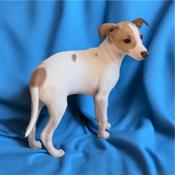 Italian Greyhound
