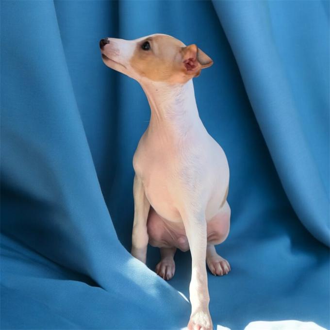 Italian Greyhound