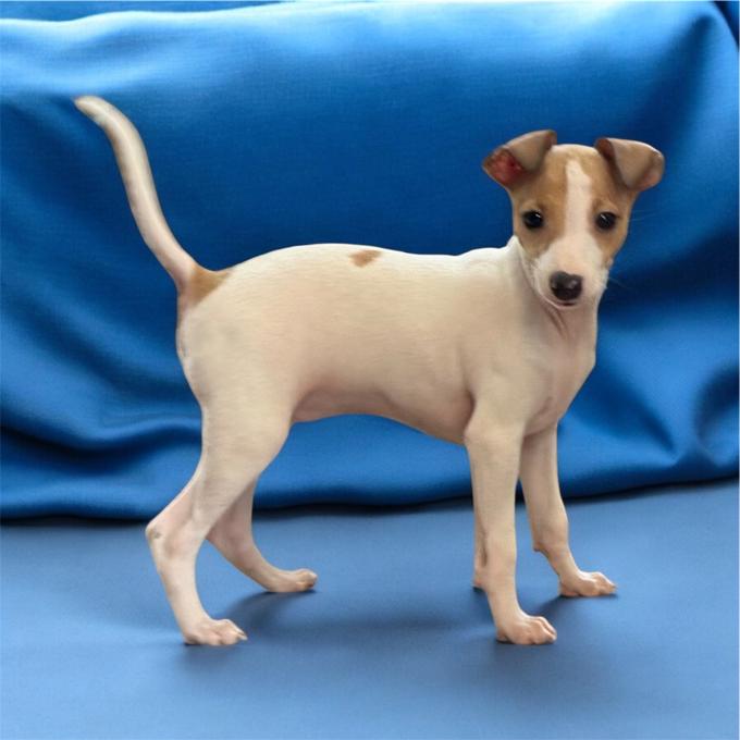 Italian Greyhound