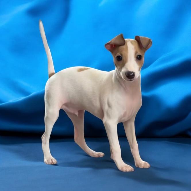 Italian Greyhound