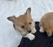 Corgi