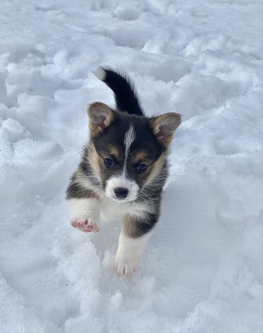 Corgi