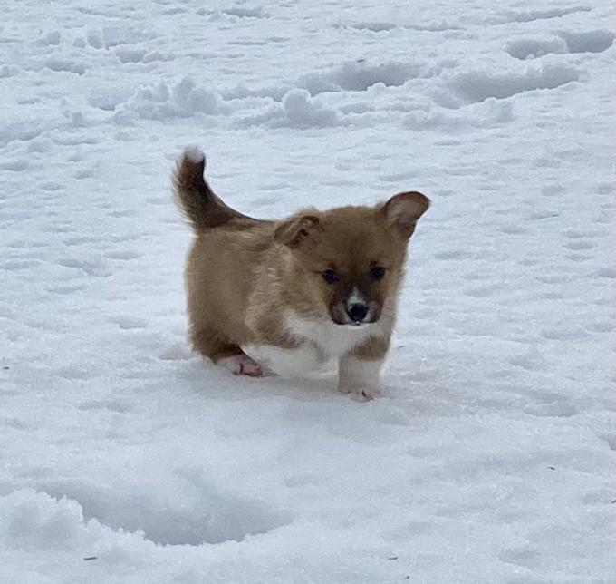 Corgi