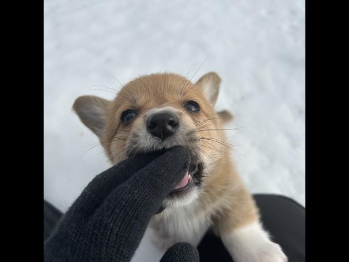 Corgi