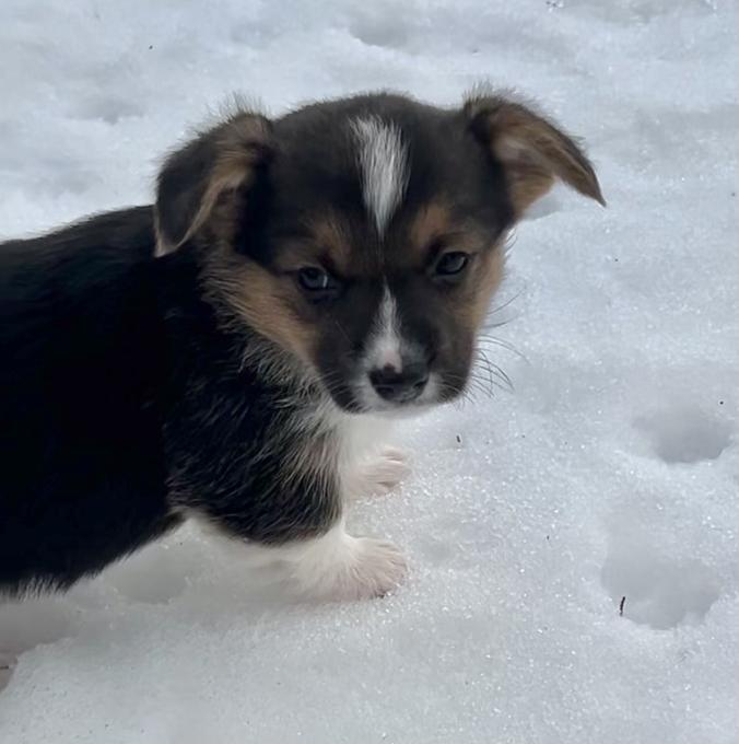 Corgi