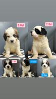St.Bernard/Poodle