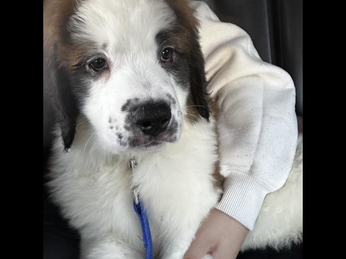 St.Bernard/Poodle