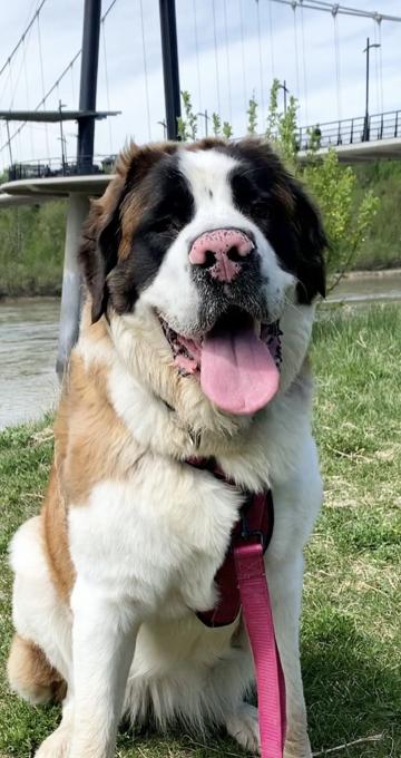 St.Bernard/Poodle
