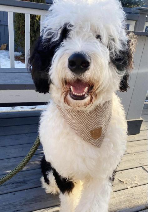 St.Bernard/Poodle