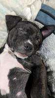 Bull terrier