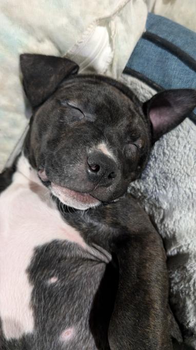 Bull terrier