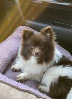 Pomeranian