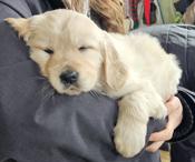 Golden retriever
