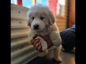 Great Pyrenees