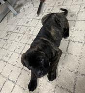English mastiff/cane corso x