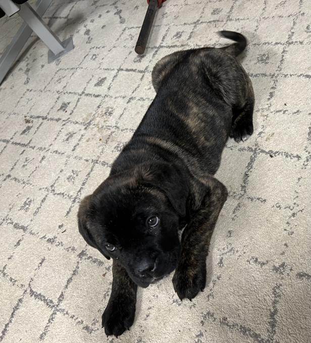 English mastiff/cane corso x