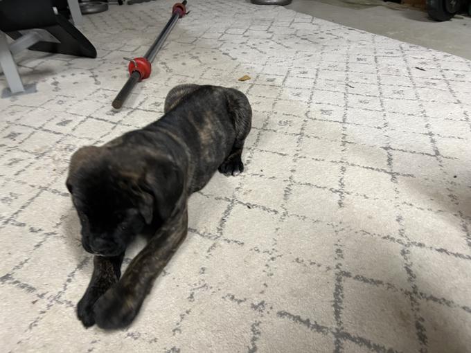 English mastiff/cane corso x