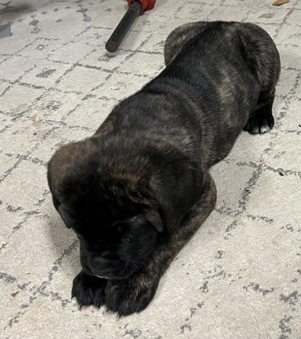 English mastiff/cane corso x