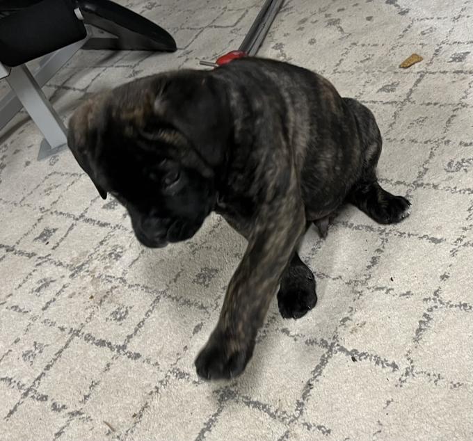 English mastiff/cane corso x