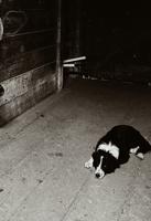Bordor collie