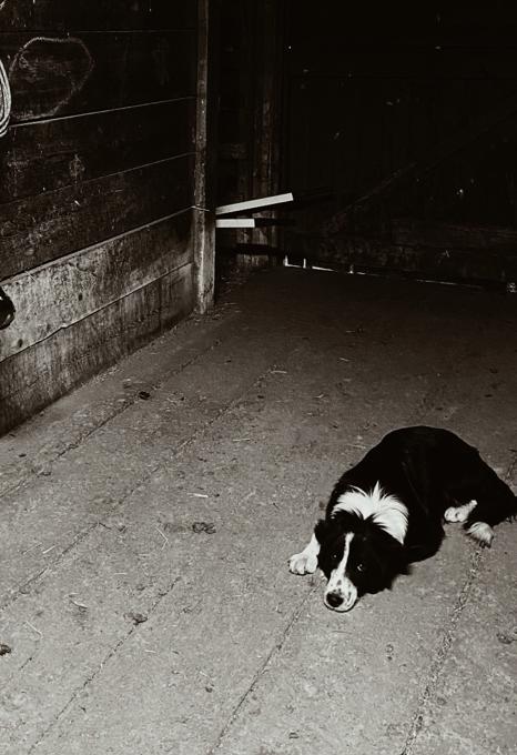 Bordor collie