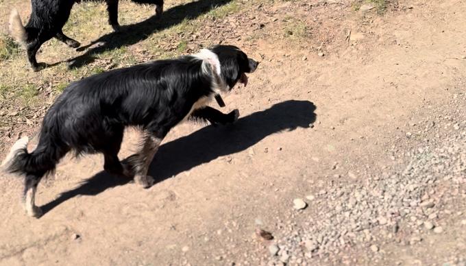 Bordor collie