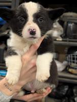 Corgi