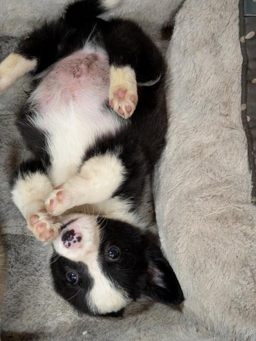 Corgi