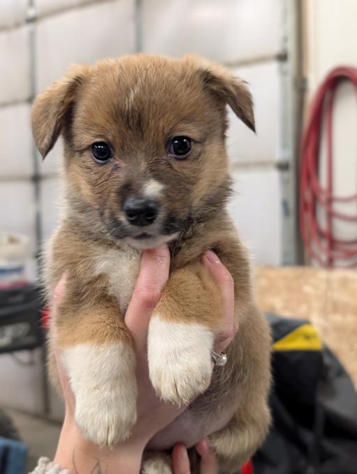 Corgi