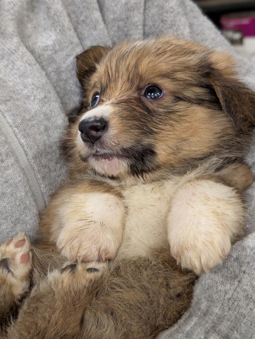 Corgi