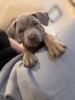 XL B. U. L. L. Y Puppies – Ready for Their Forever Homes! 🐶🏡