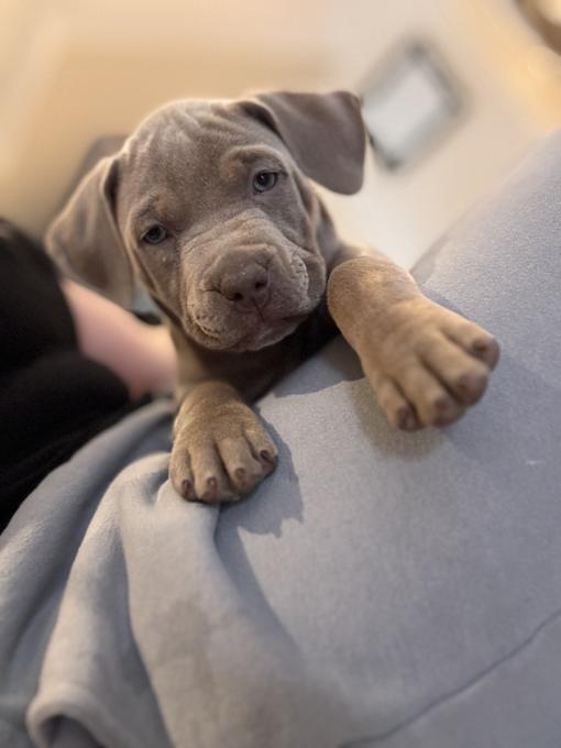 XL B. U. L. L. Y Puppies – Ready for Their Forever Homes! 🐶🏡