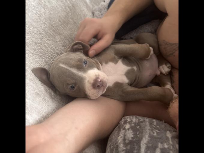 XL B. U. L. L. Y Puppies – Ready for Their Forever Homes! 🐶🏡