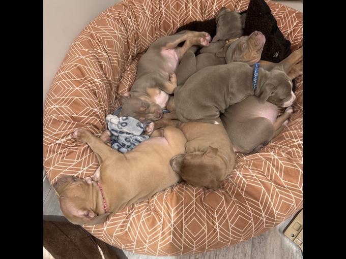 XL B. U. L. L. Y Puppies – Ready for Their Forever Homes! 🐶🏡